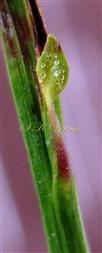  Young Leaf